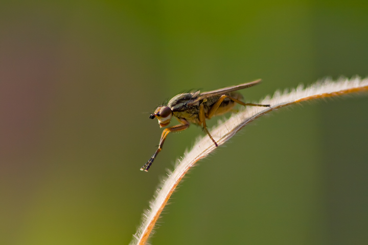 Pherbellia cinerella (Sciomyzidae).